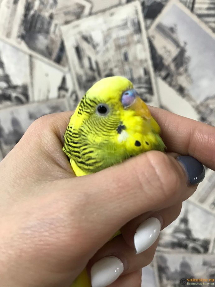 Лютиносый волнистый попугай