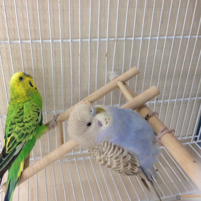 Адаптирование волнистого попугая