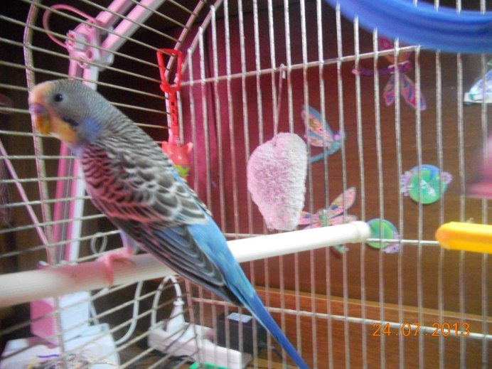 Корм для приручения попугаев