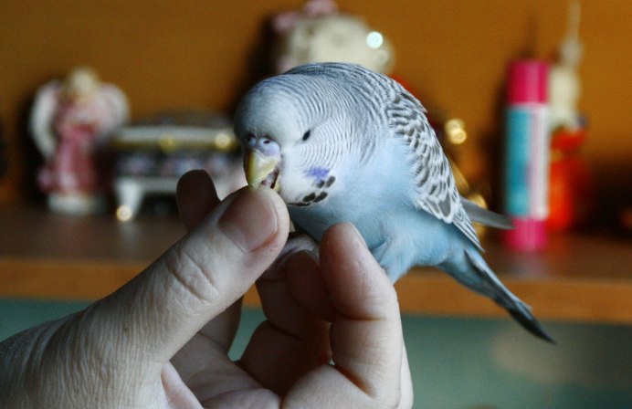 Волнистый попугайчик красный