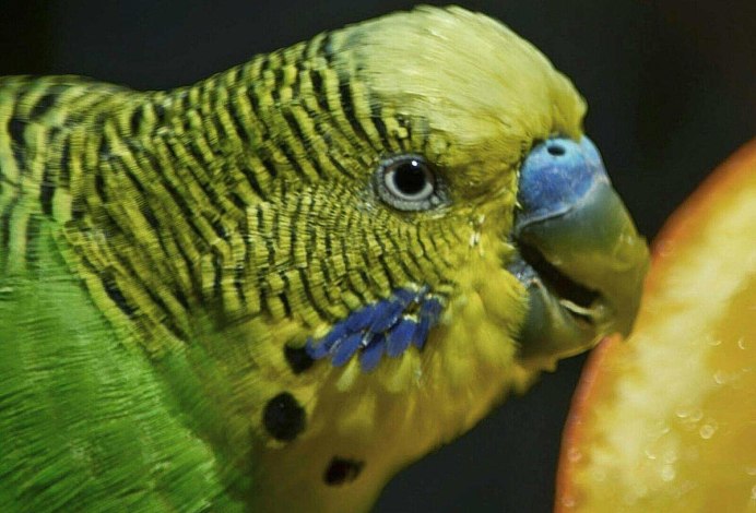 Самка и самец волнистого попугая