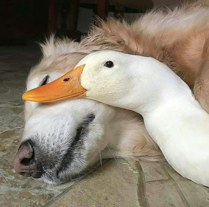 Дикий Гусь гуменник