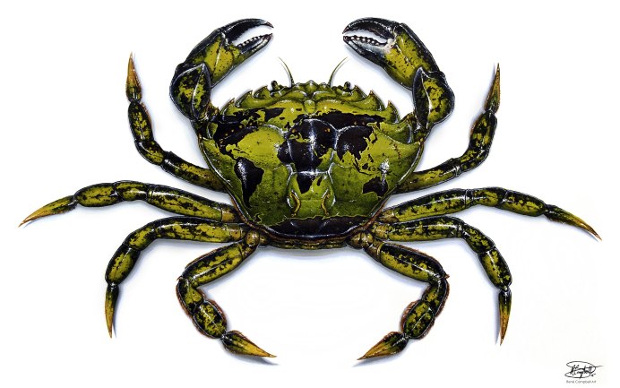 Carcinus Maenas
