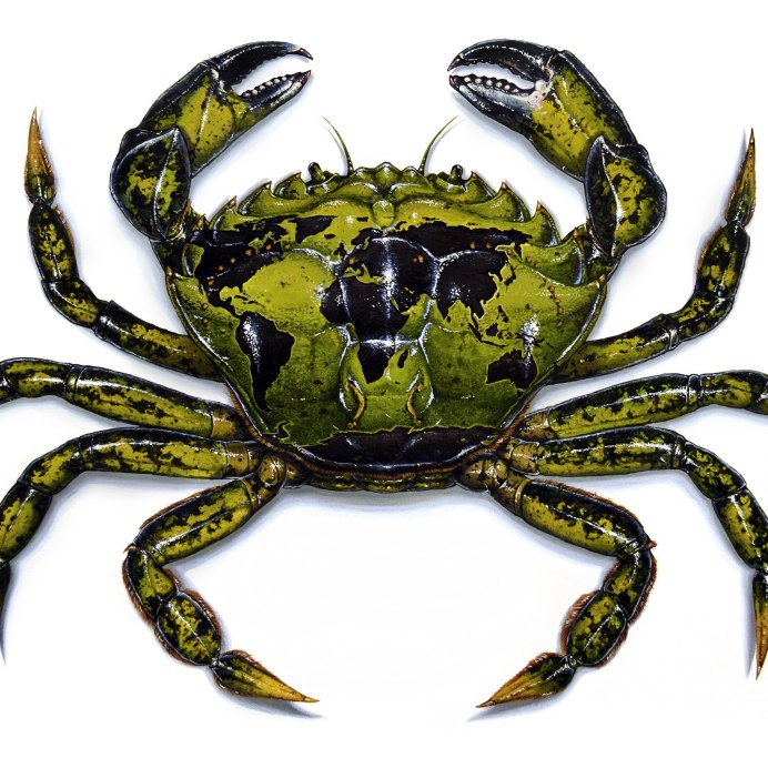 Carcinus aestuarii