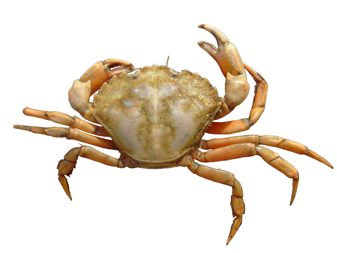 Краб Carcinus Maenas