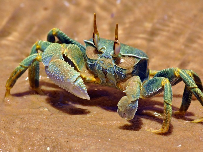 Carcinus Maenas