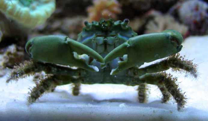 Травяной краб (Carcinus Maenas)