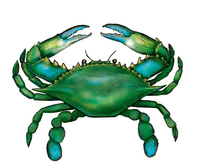 Морской краб вид сверху