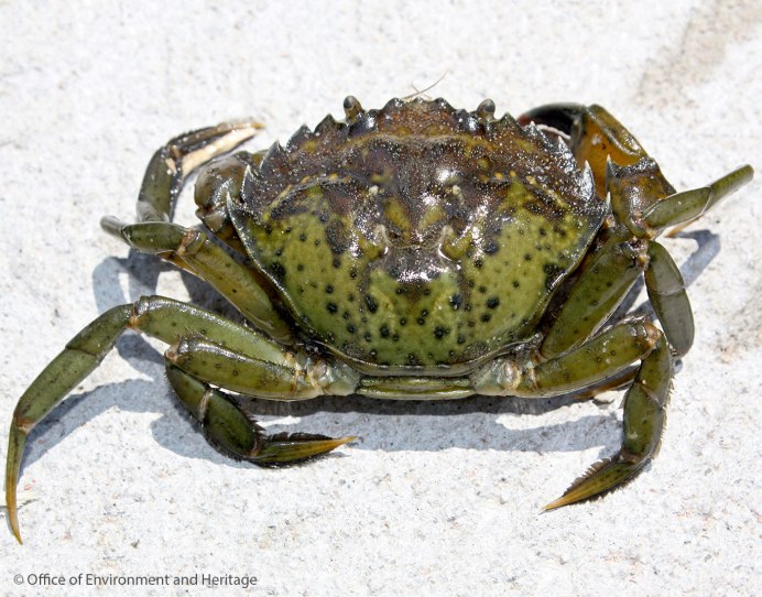 Carcinus aestuarii рисунок