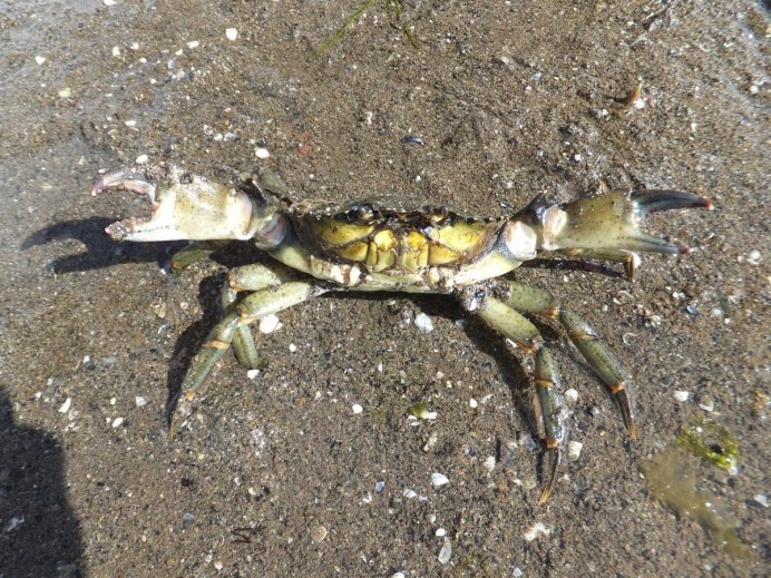 (Arthropoda Carcinus Maenas