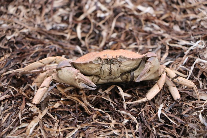 Carcinus aestuarii