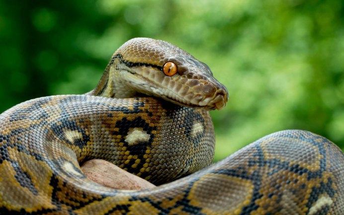 Wallpapers Python reticulatus