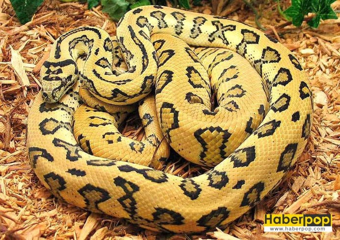 Python in pictures