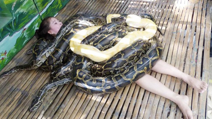 Reticulated Python female Sizes