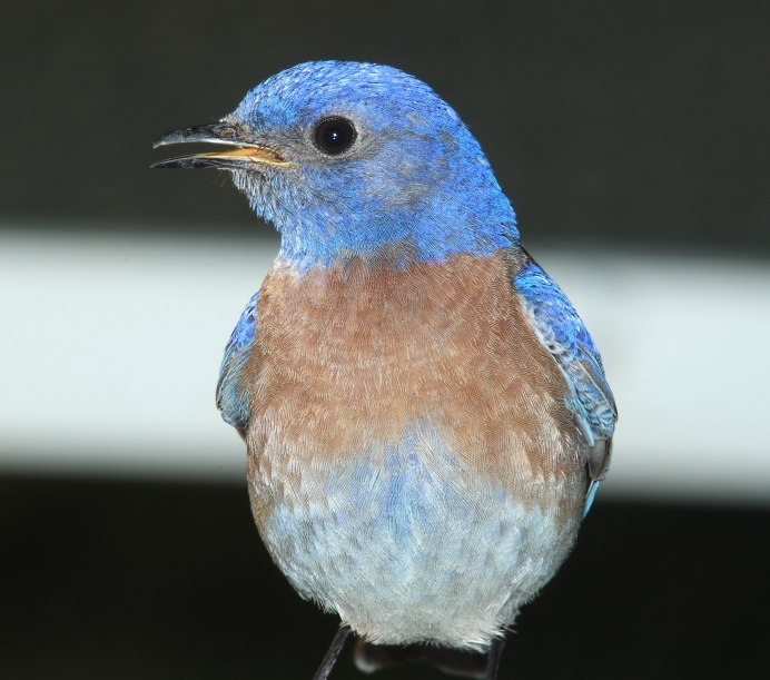 Птица с синим брюшком