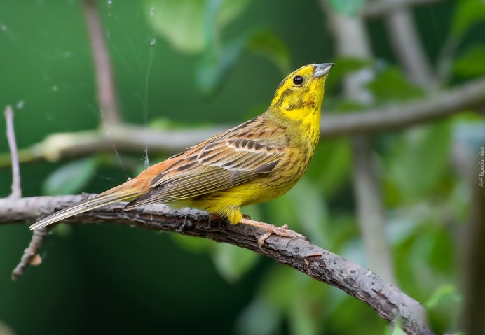 Желтая птица в Подмосковье
