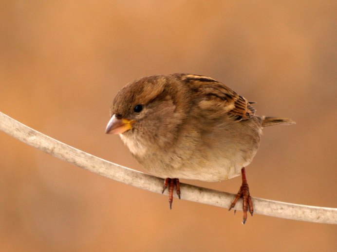 Воробьиха девушка