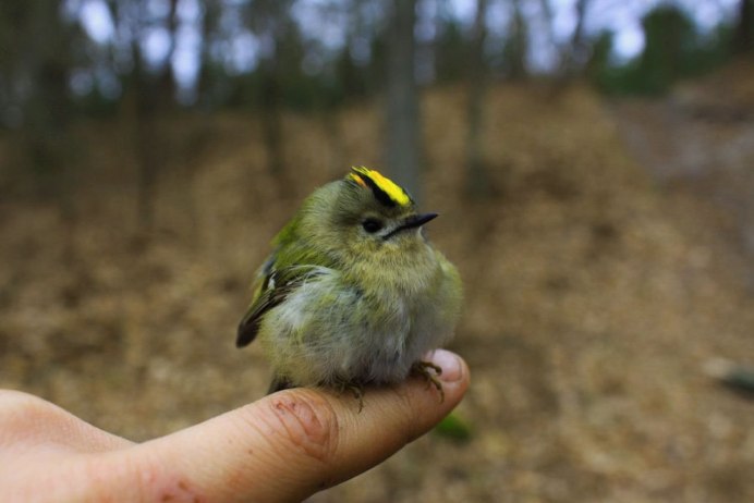 Желтые степные птички