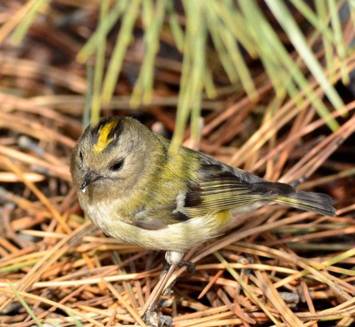 Желтоголовый королёк (Regulus Regulus)