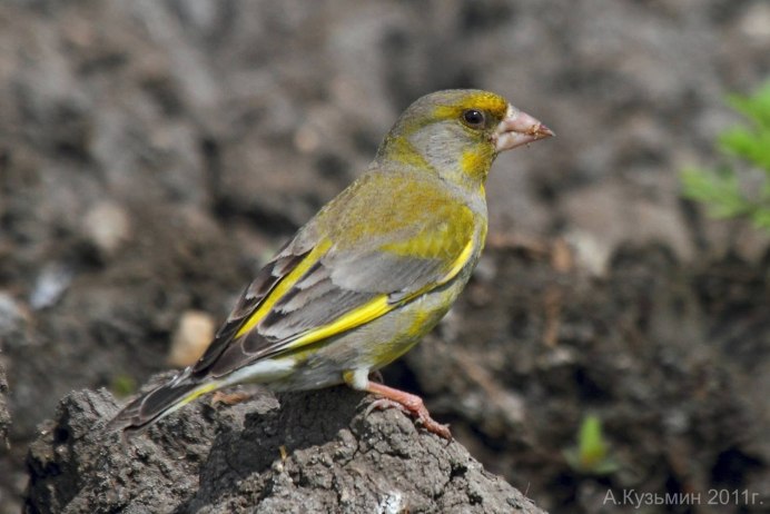 Лесная канарейка зеленушка