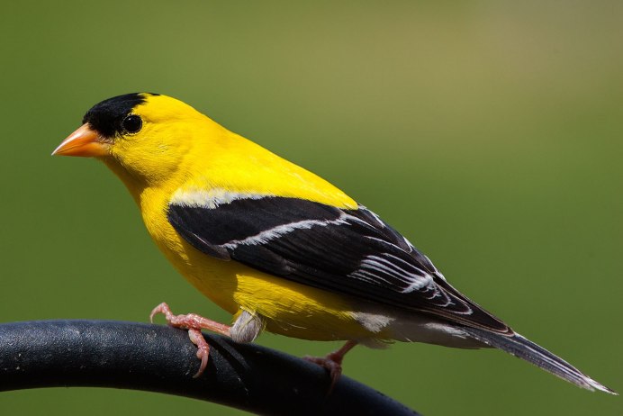 Черно желтая птичка