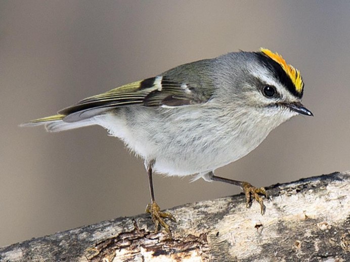 Golden crowned Kinglet