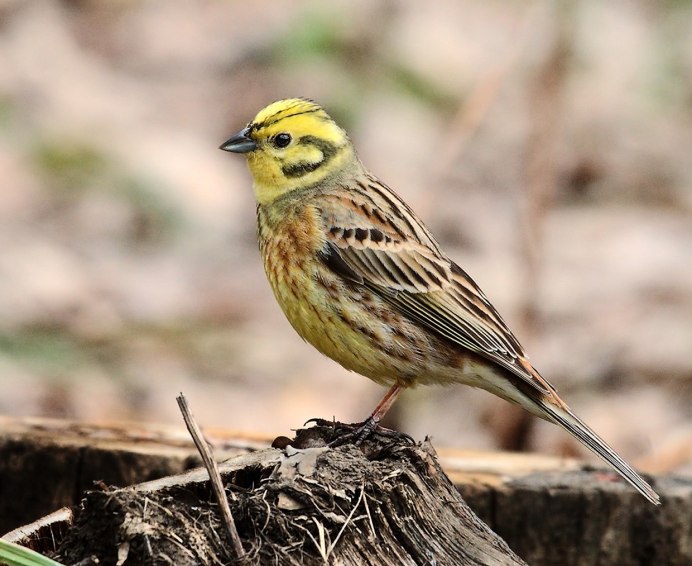 Обыкновенная овсянка