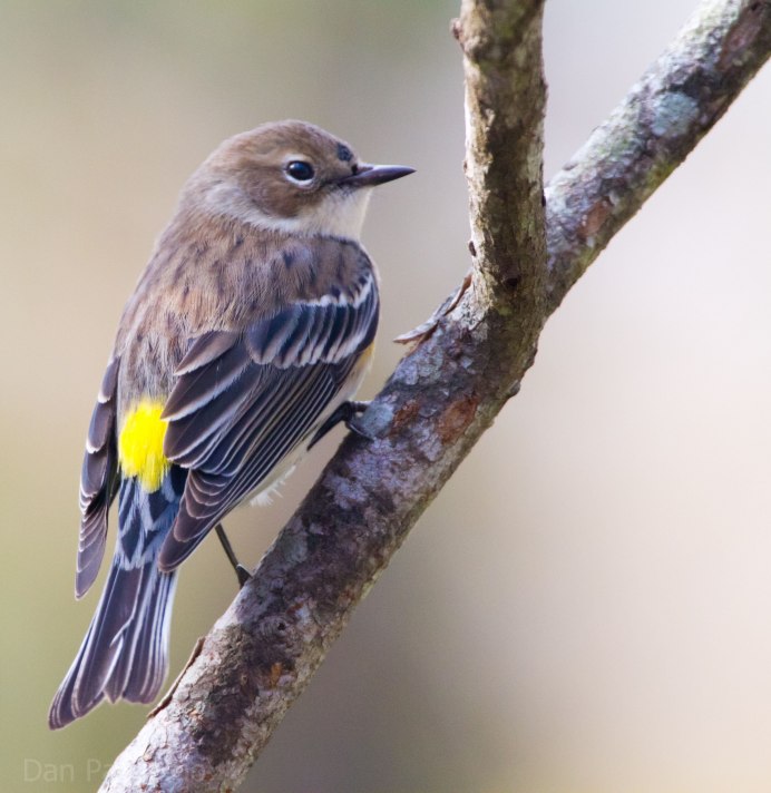 Yellow-Rumped Warbler птица Yellow Rumped