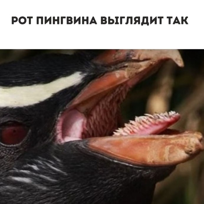 Клюв пингвина