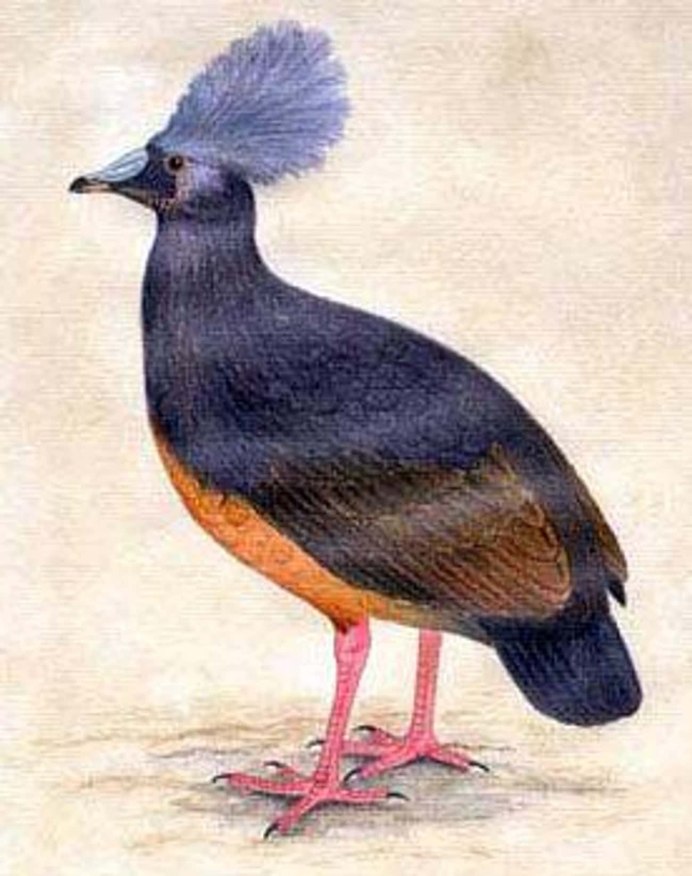 Phaps chalcoptera