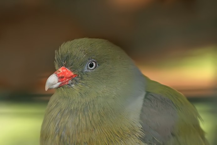 Common Bronzewing