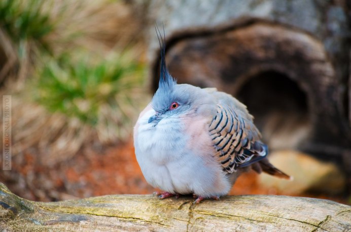 Crested Bronze Winged Pigeon