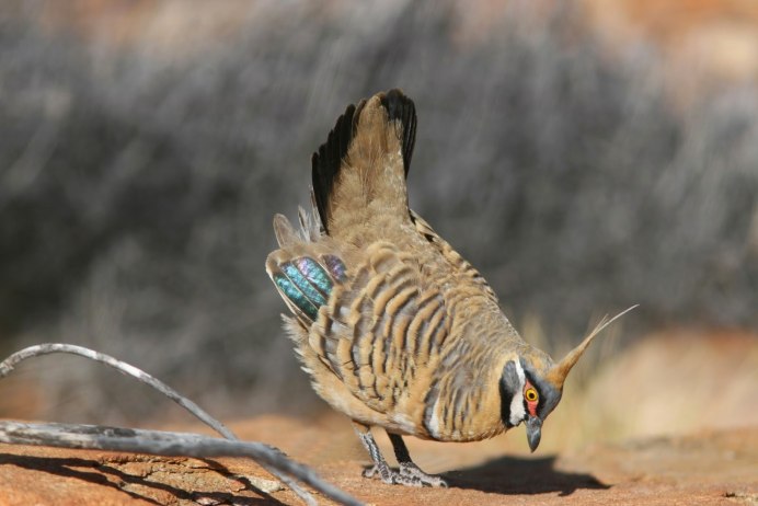 African Green Pigeon - Treron calvus