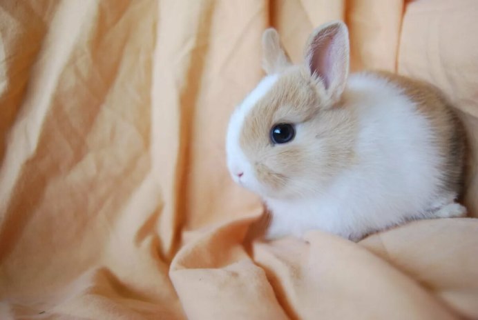 Голландский вислоухий кролик