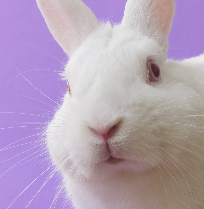 Holland lop Rabbit