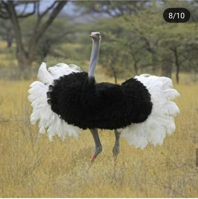 Black -necked Ostriches