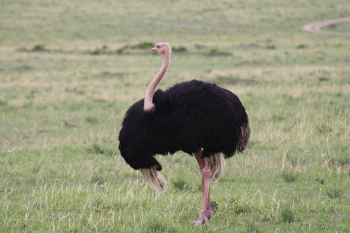 Baby Ostrich