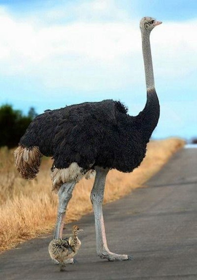Struthio Camelus самец