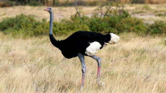 1.Struthio Camelus – Африканский страус