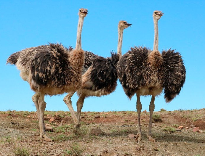 Ostrich 3