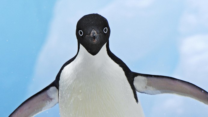 Adelie Penguin