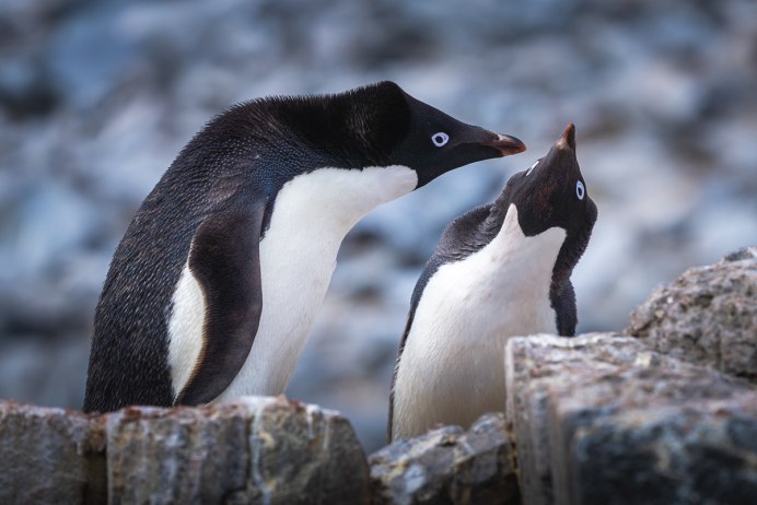 Adelie Penguin