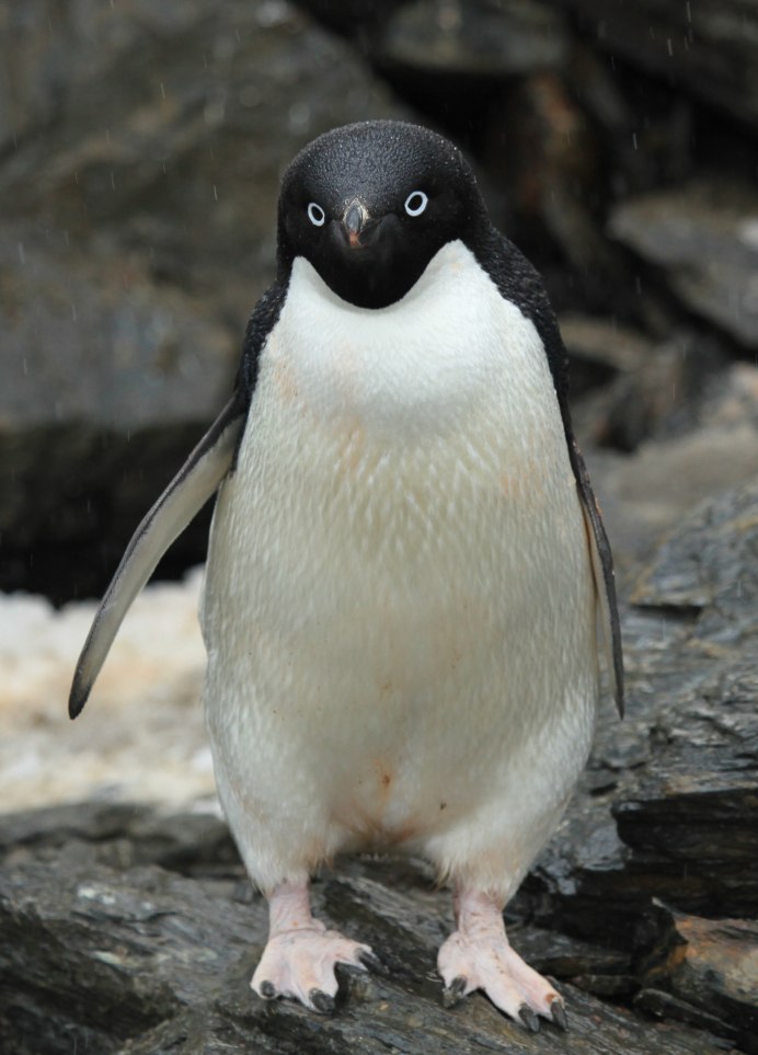 Adelie Penguin