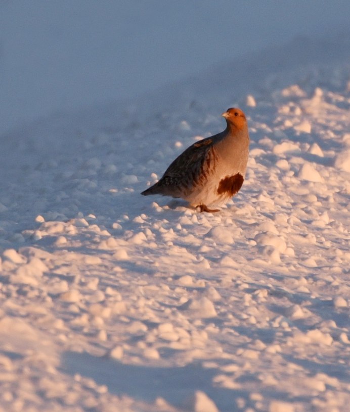 Белая куропатка (lagopus lagopus)
