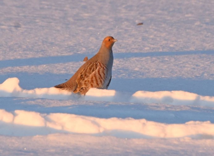 22. Белая куропатка - lagopus lagopus (l.)