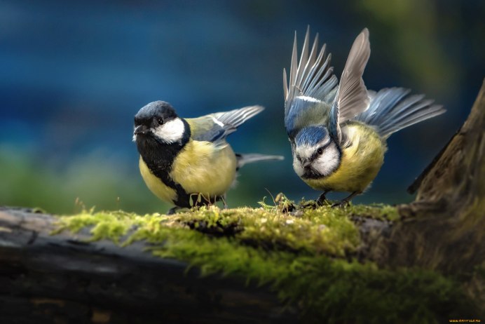 Titmouse синица