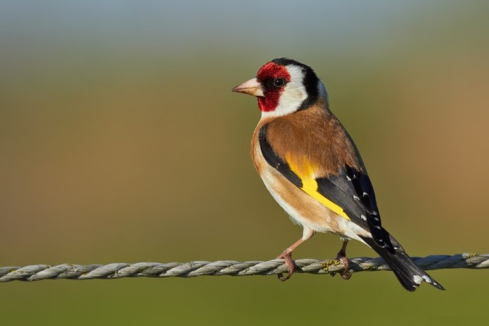 Щегол черноголовый Carduelis Carduelis