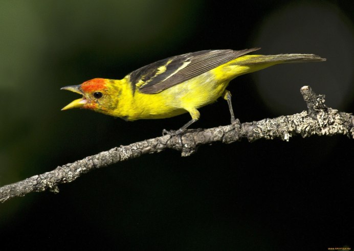 Щегол (Carduelis Carduelis)