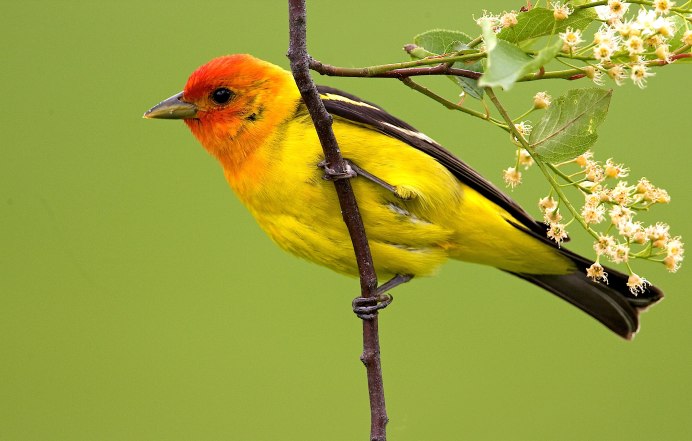 Щегол - Goldfinch