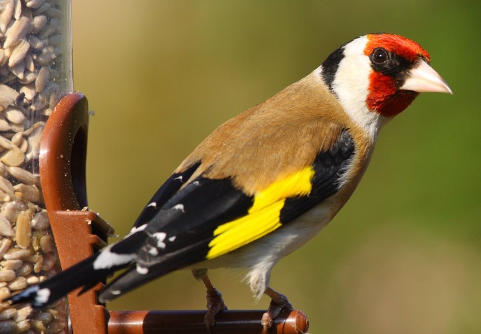 Щегол (Carduelis Carduelis)